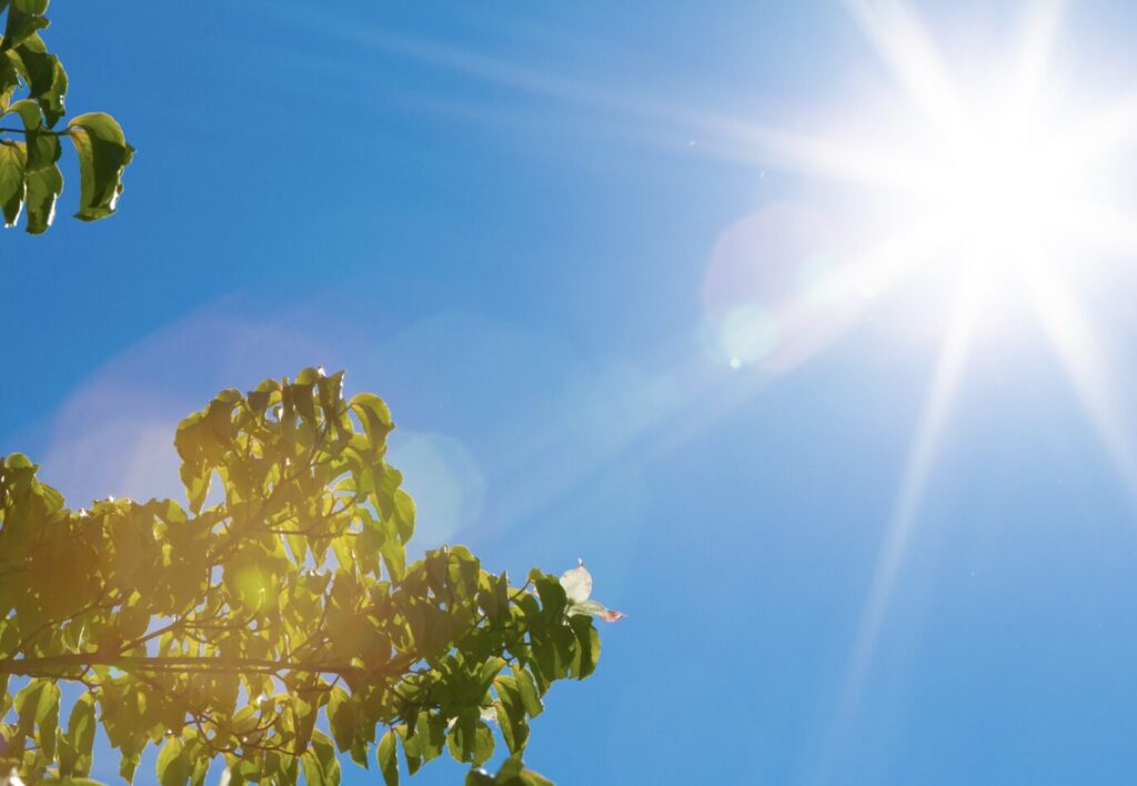 眩しい日差しの中、木の枝が日光浴している様子