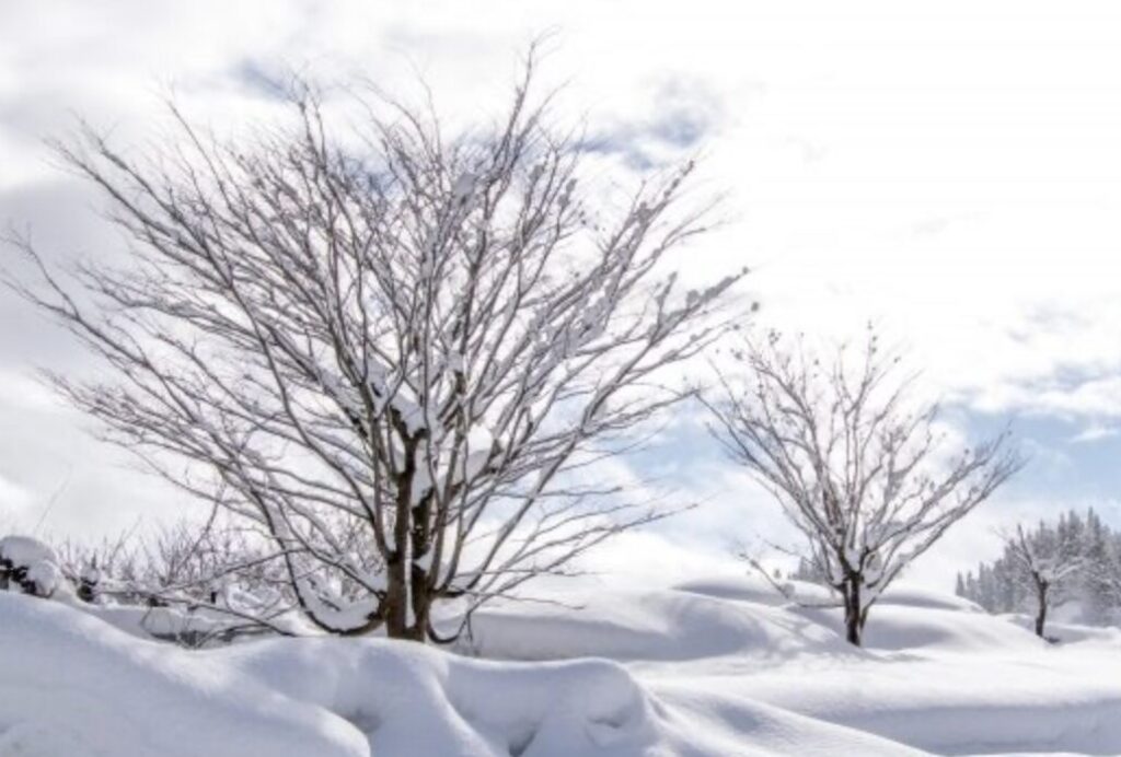 雪が深く積もった地面に、葉を落とした木々が立ち並び、静かな寒冷期の屋外風景を写した様子