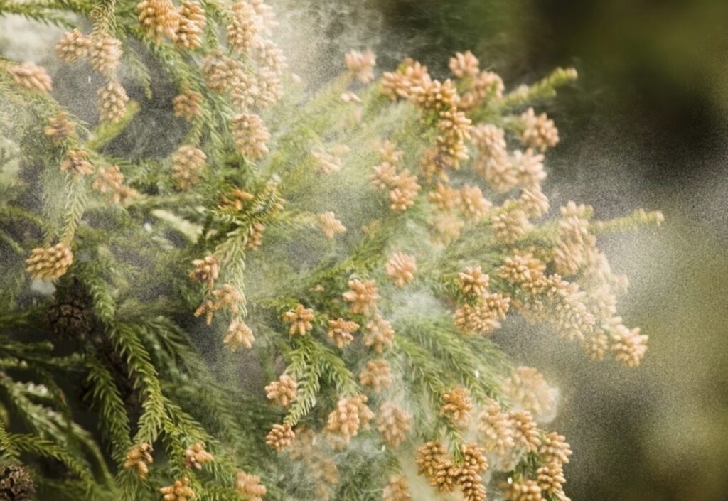 スギの枝から大量の花粉が飛散している様子を拡大したイメージ