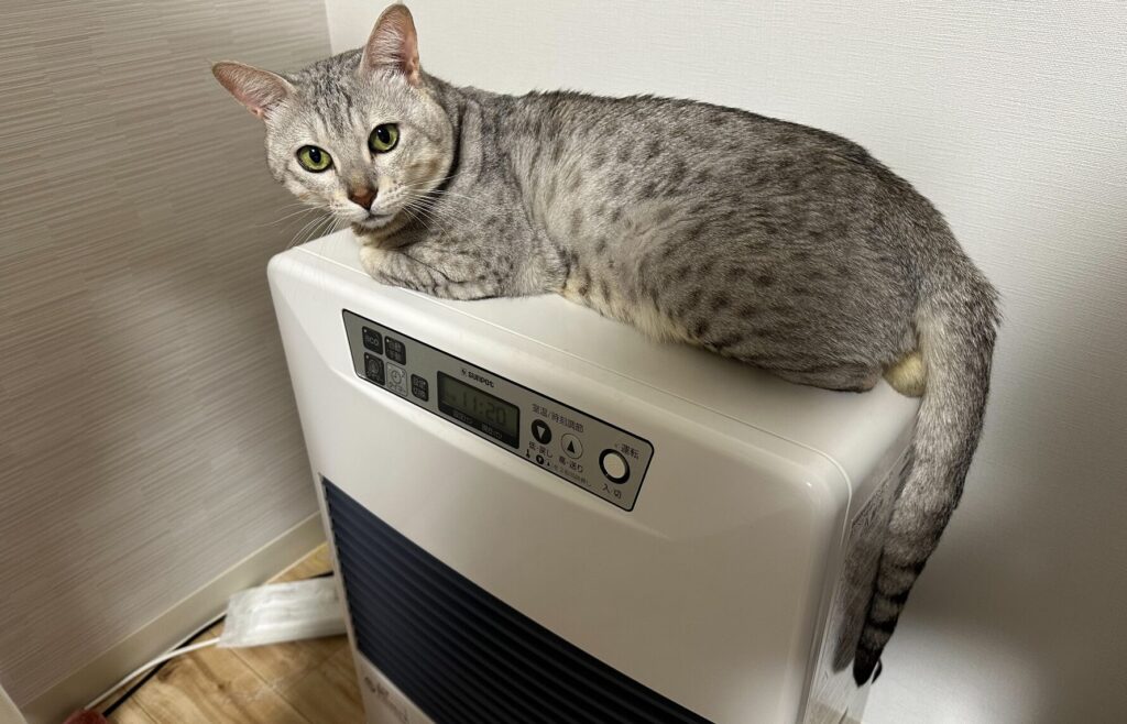 シルバーグレーの猫がサンポット製FF式石油ストーブの上に乗り、室内でくつろいでいる様子
