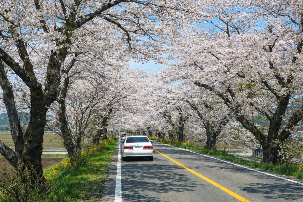 満開の桜並木がトンネルのように続く道路を白い車が走る春の風景。青空の下で桜の花びらが広がり、田園と川沿いの穏やかな景色が広がっている。