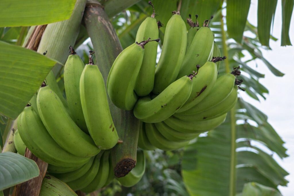 バナナの木に実った未熟な緑色のバナナが房状に垂れ下がっている様子